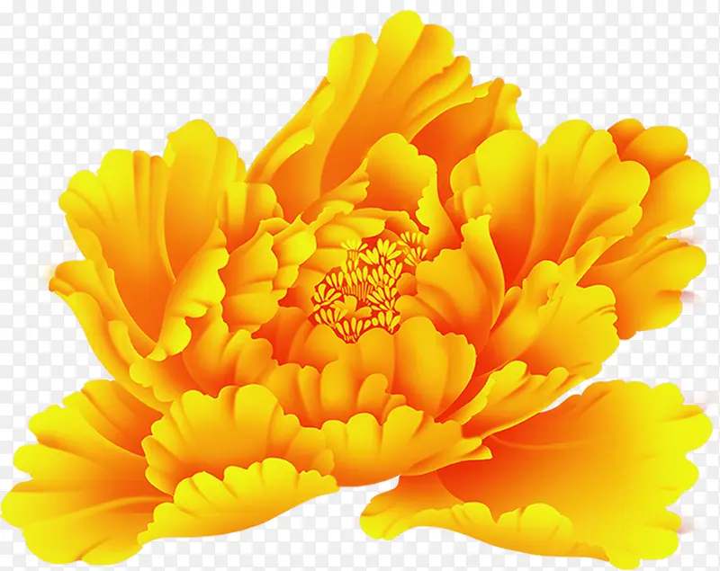 黄色大气花朵牡丹