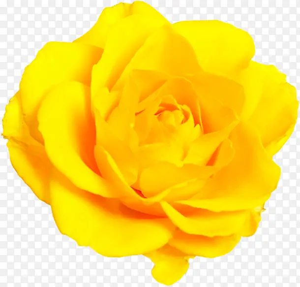 黄色的花蕾背景图片