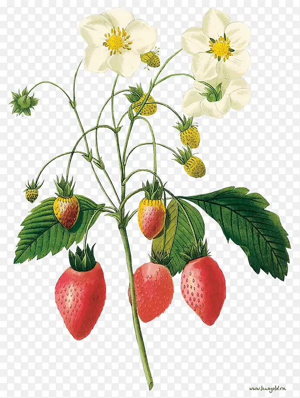 一株草莓