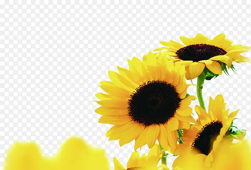 黄色夏日唯美向日葵花朵