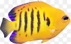 摄影鱼效果海底海洋
