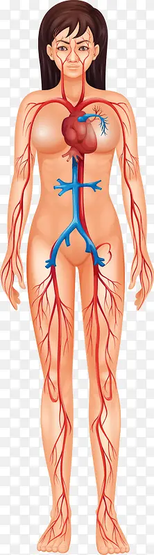 矢量身体器官图