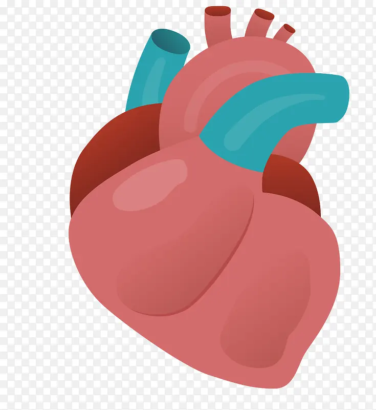 心脏器官矢量图