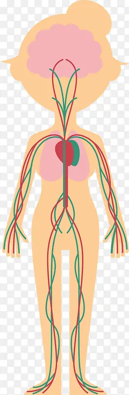 人体系统矢量图