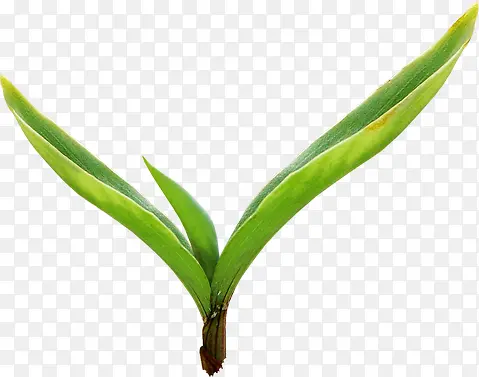 绿色生机发芽植物新鲜