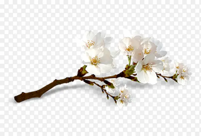 高清白色花朵树枝