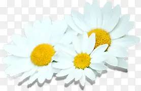 高清节日活动白色花朵摄影