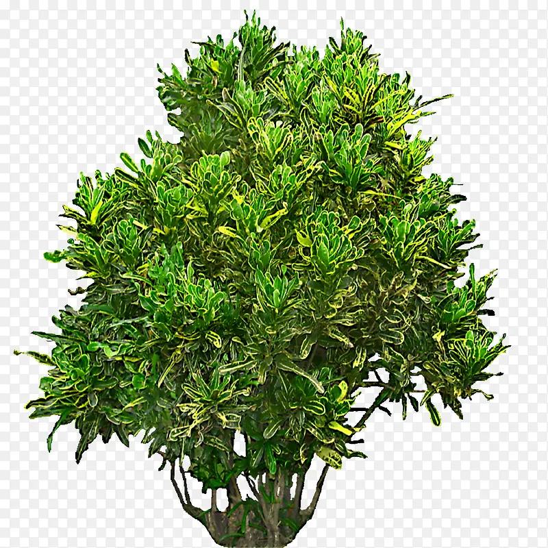 绿色植物背景树木图片