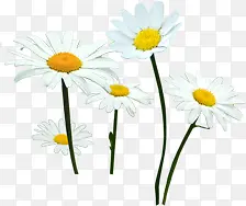 高清摄影白色花朵