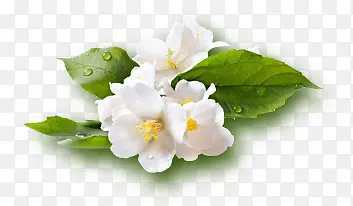 高清白色夏季花朵