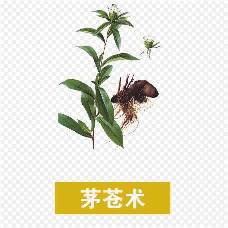 茅苍术