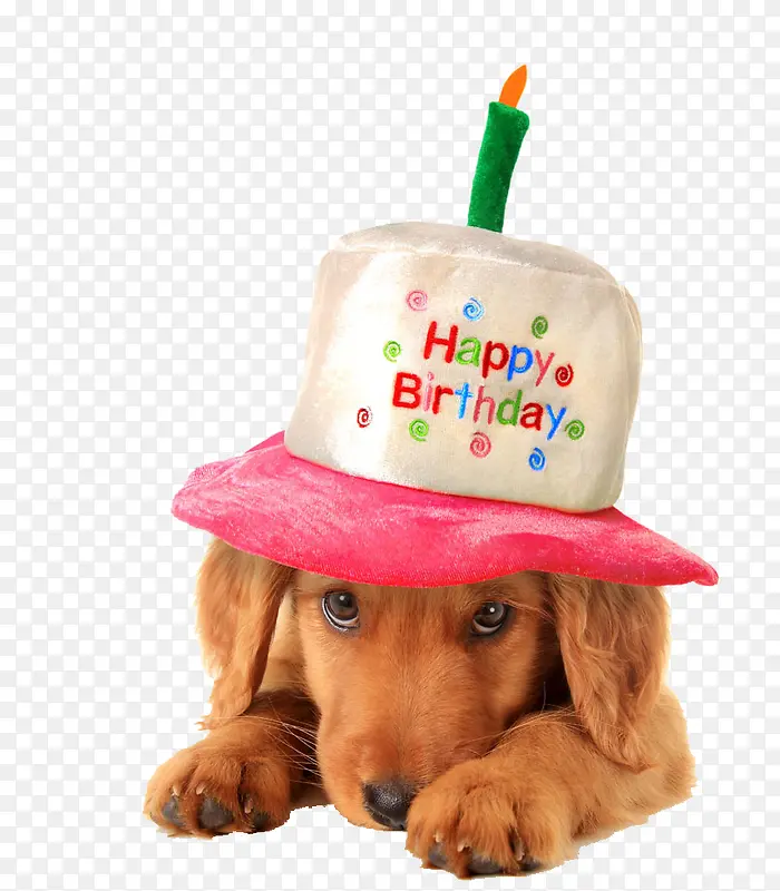 戴着生日帽的狗狗