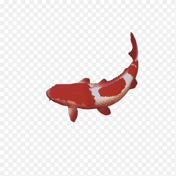 红白花纹鱼