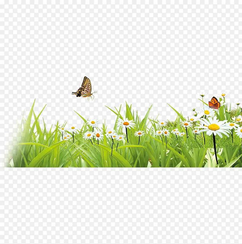 蝴蝶在花草丛飞舞