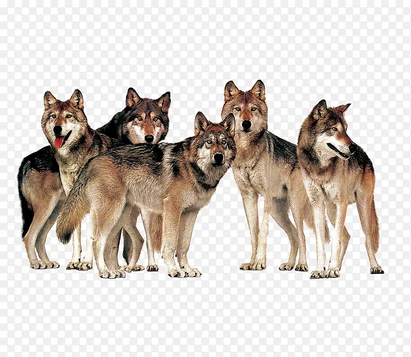 一群狼动物