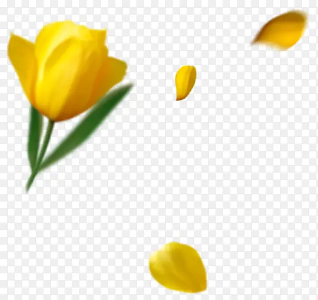 黄色郁金香花朵装饰图片