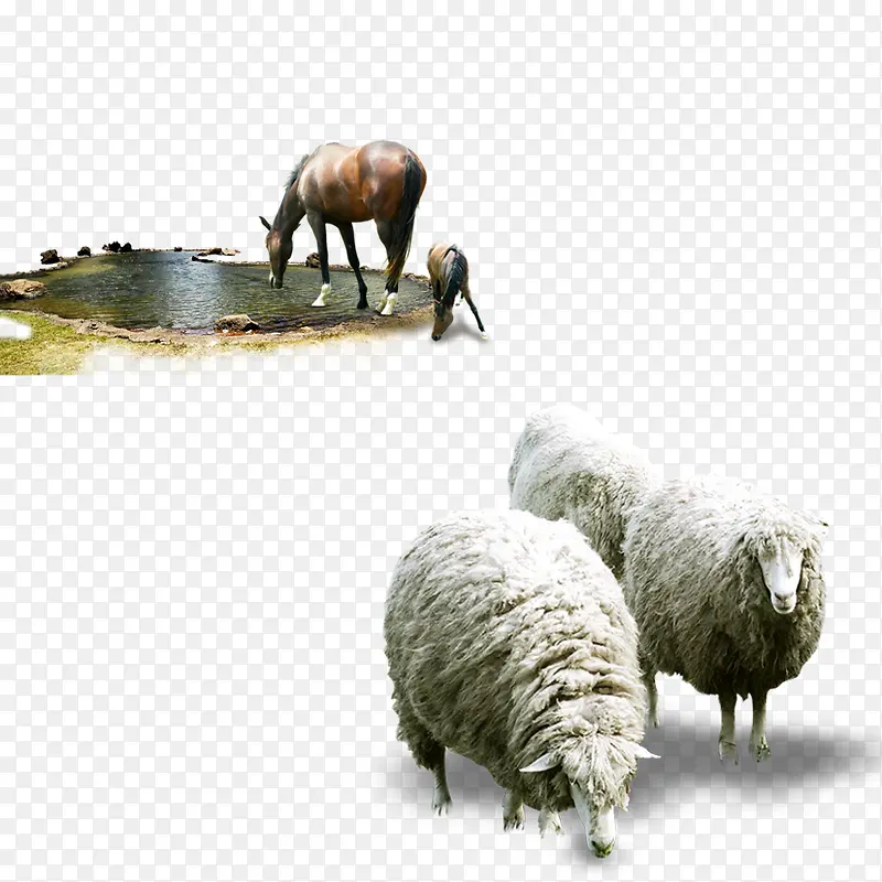 羊+马素材