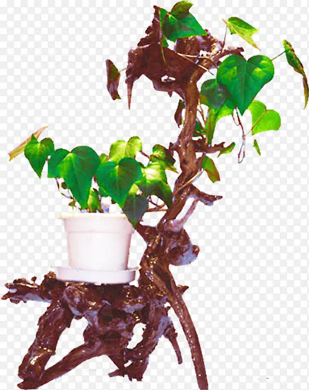 盆栽 植物