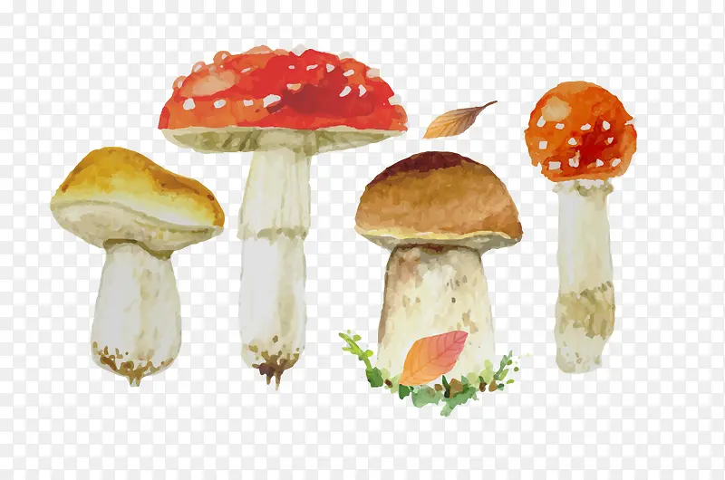 水彩蘑菇素材