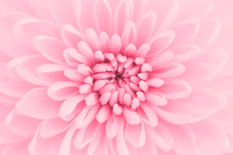 粉红色鲜花背景