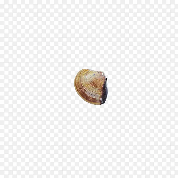 贝壳