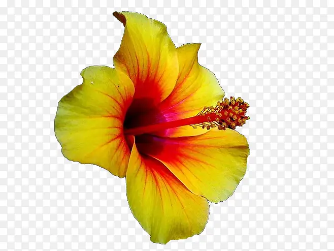 夏威夷扶桑花