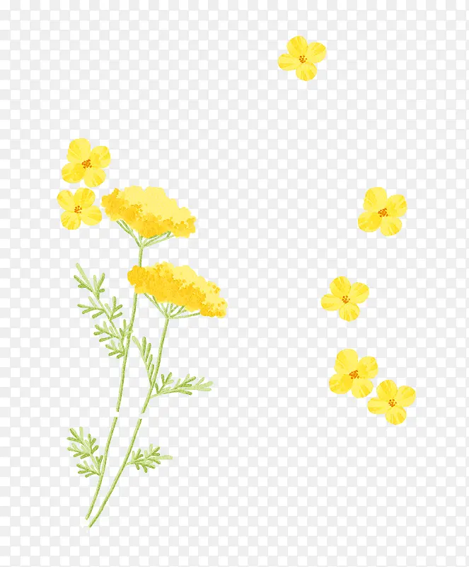 水彩黄花