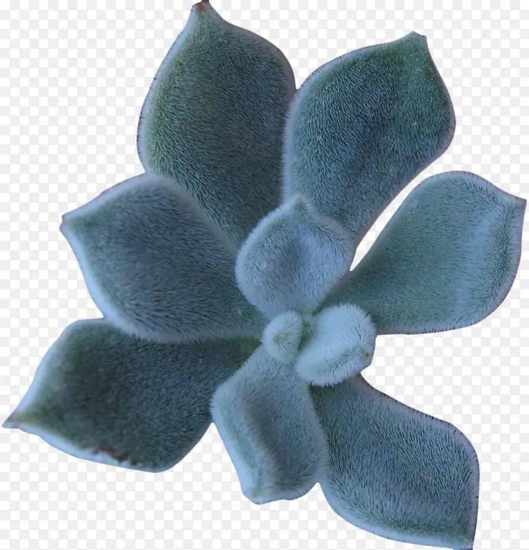 蓝色创意毛绒植物