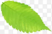 绿色清爽树叶春天风光春暖花开