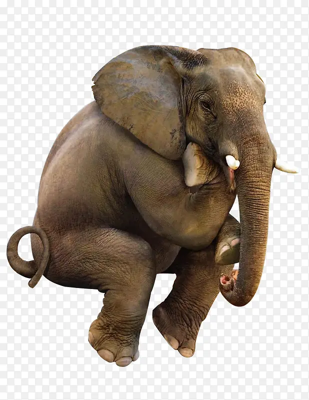 摄影动物世界草原上的大象
