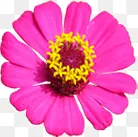 紫色春天盛开花朵风光