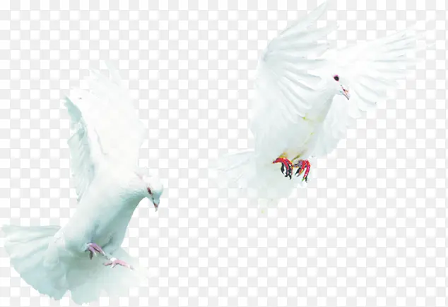 飞翔白色和平鸽创意