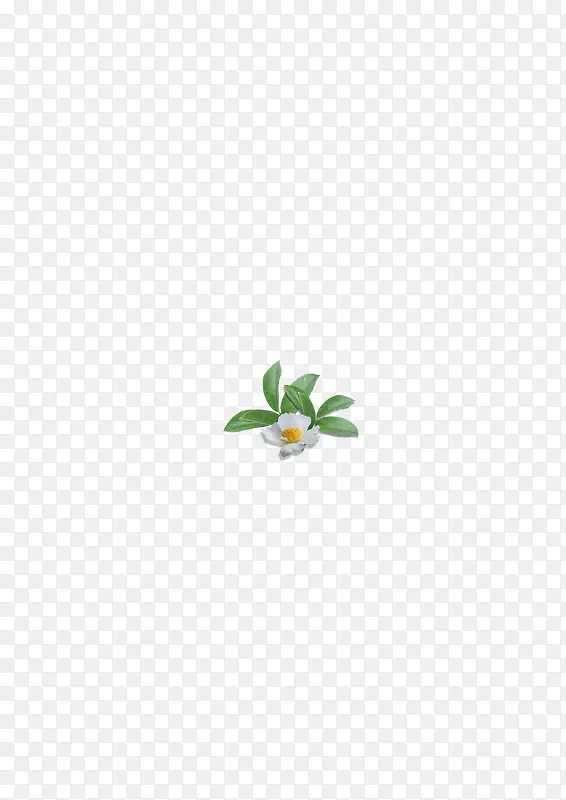 绿色叶子茶籽花