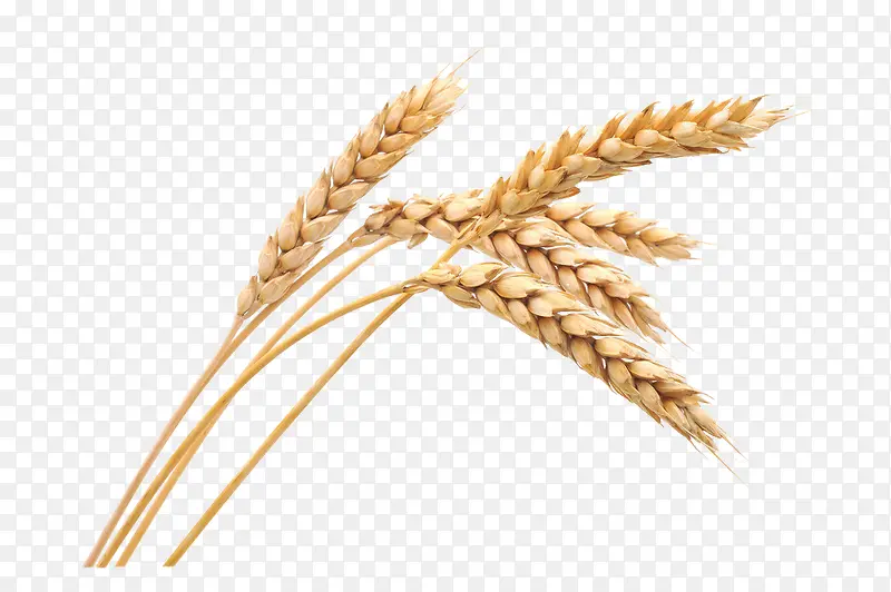 颗粒金黄成熟小麦