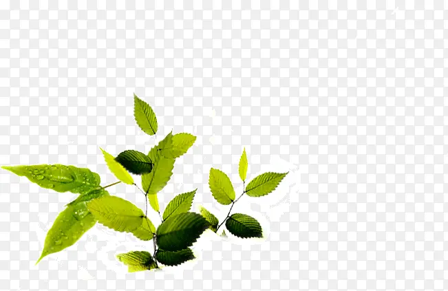 室内的植物