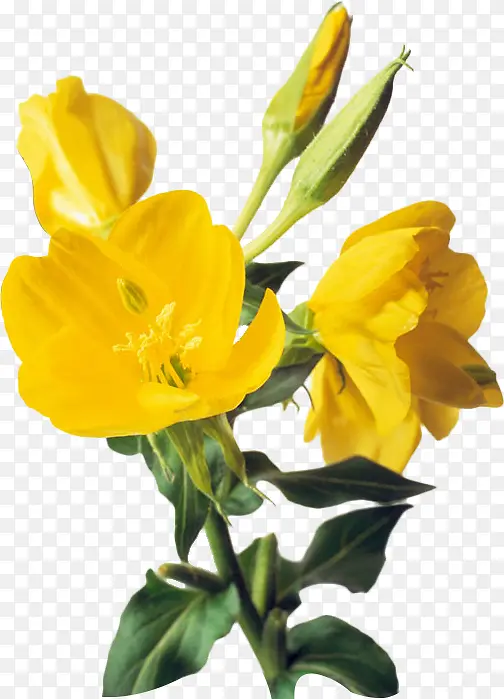 高清黄色鲜花月见草