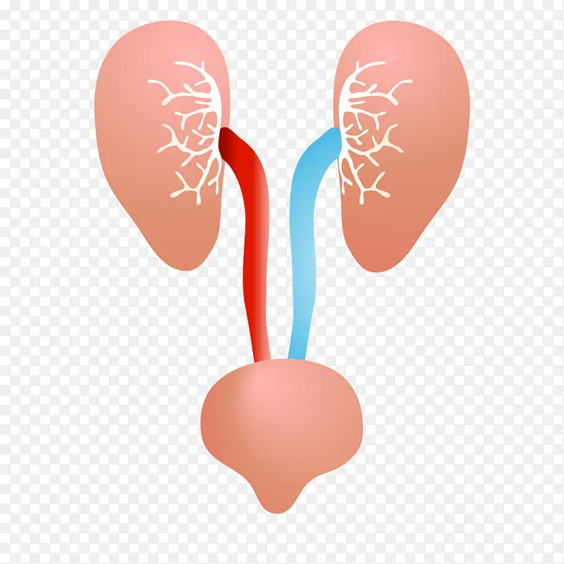 红色人体器官肾脏