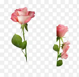 高清摄影粉红色的玫瑰花效果