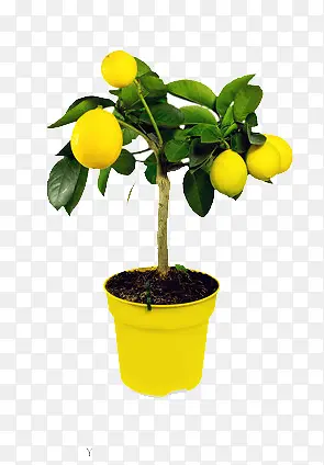 一棵长满柠檬的树