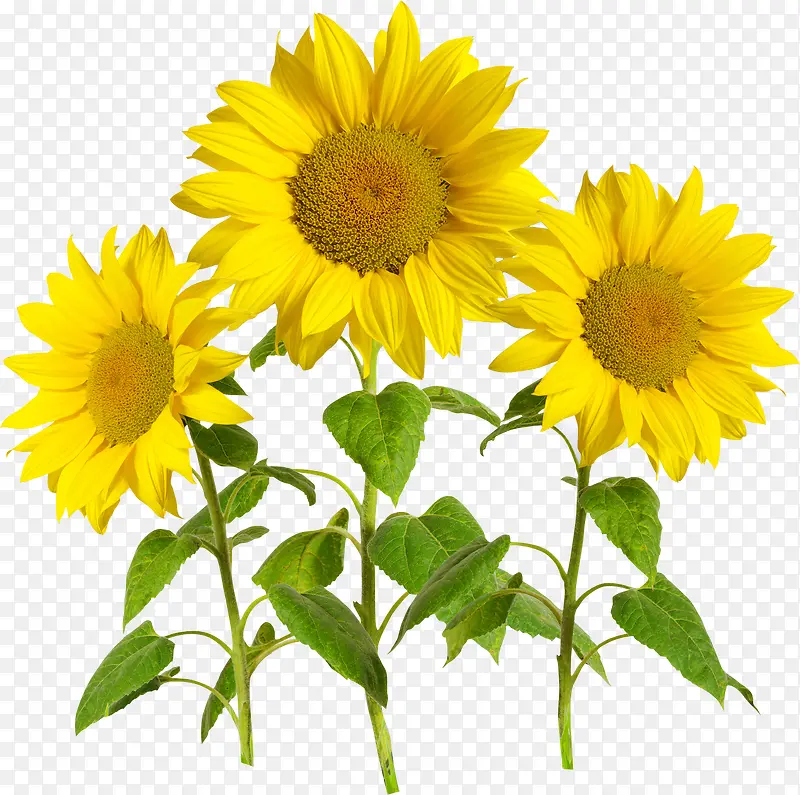 黄色清新花朵向日葵