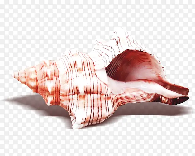 深海的海螺