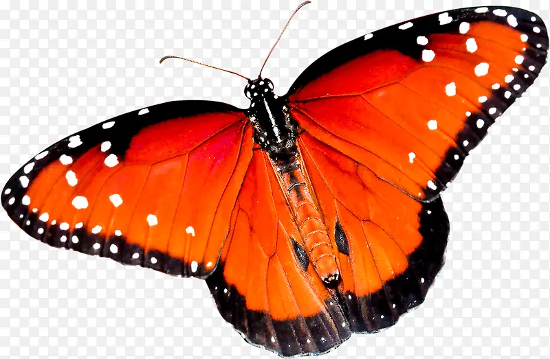 手绘创意艺术品红色的蝴蝶