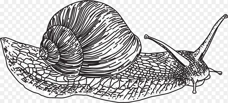 蜗牛轮廓手绘矢量图