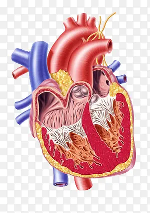 心脏解剖图