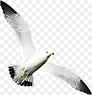 白色飞舞白鸽展翅飞翔