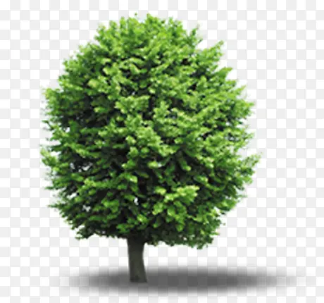 绿色立面树植物装饰元素