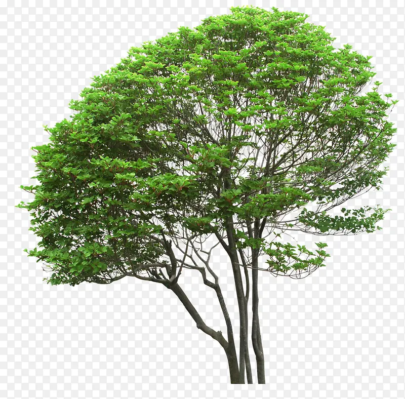 绿色树木立面书植物