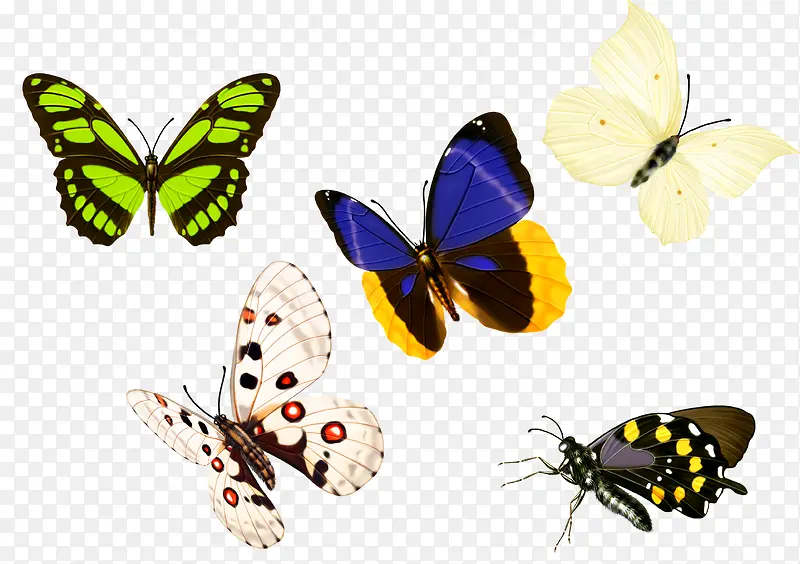 各种蝴蝶大集合图片