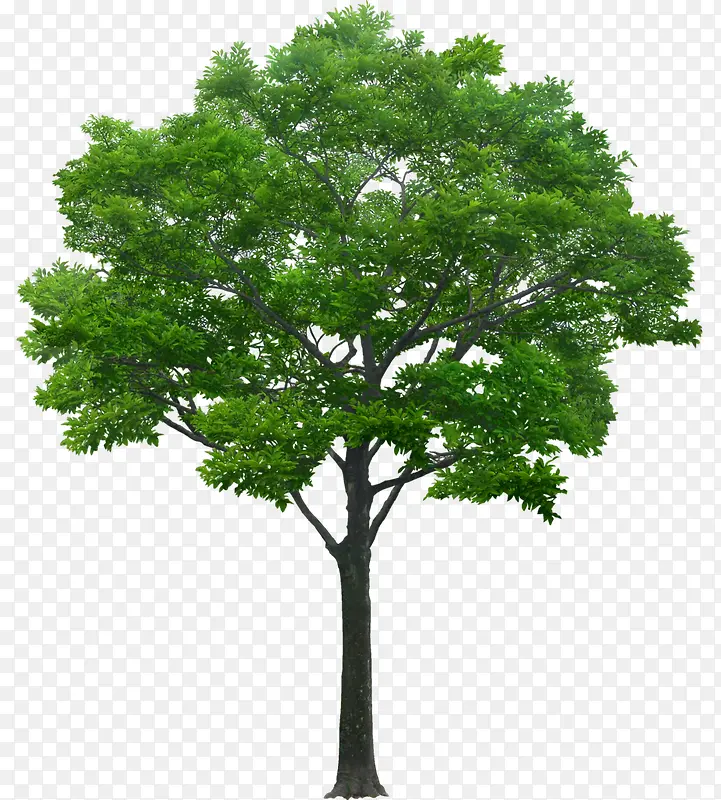 立面树绿色树木植物