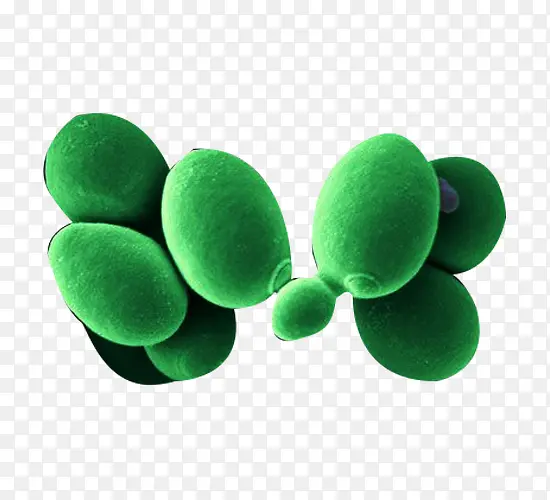绿酵母菌图片素材